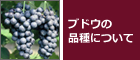 ブドウの品種について